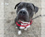 Small #32 American Pit Bull Terrier Mix