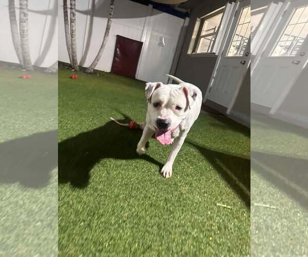 Medium Photo #5 Mutt Puppy For Sale in Pompano Beach , FL, USA