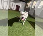 Small #4 Mutt