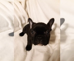 Small Photo #3 French Bulldog Puppy For Sale in COFFEYVILLE, KS, USA