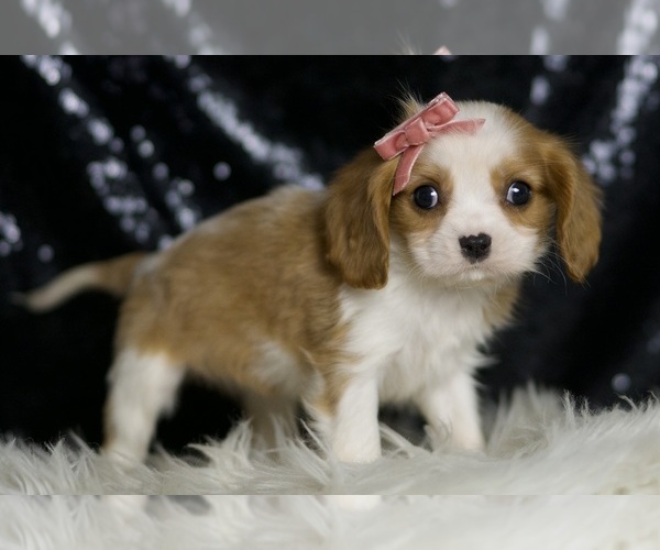 Medium Photo #4 Cavalier King Charles Spaniel Puppy For Sale in WARSAW, IN, USA