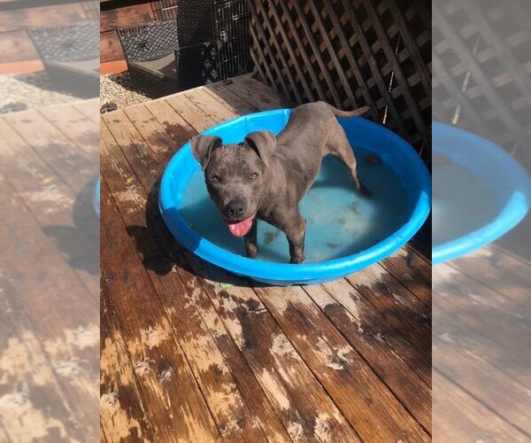 Medium Photo #3 American Staffordshire Terrier-Unknown Mix Puppy For Sale in Fair Oaks, CA, USA