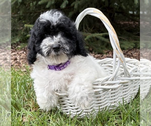 Medium Photo #3 Havapoo Puppy For Sale in MIDDLEBURY, IN, USA