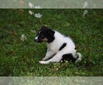 Small #13 Collie