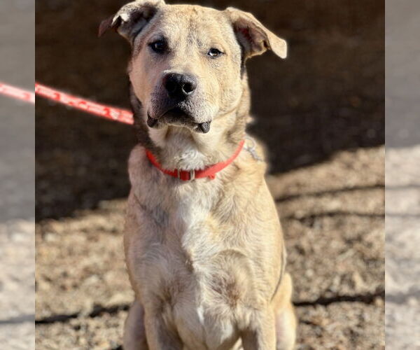 Medium Photo #4 Anatolian Shepherd-Unknown Mix Puppy For Sale in Canton, CT, USA
