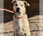 Small #3 Anatolian Shepherd Mix