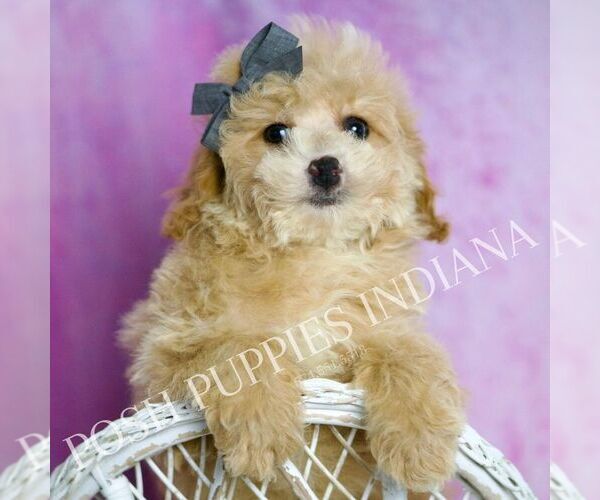 Medium Photo #13 Poodle (Miniature) Puppy For Sale in WARSAW, IN, USA