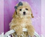 Small Photo #13 Poodle (Miniature) Puppy For Sale in WARSAW, IN, USA