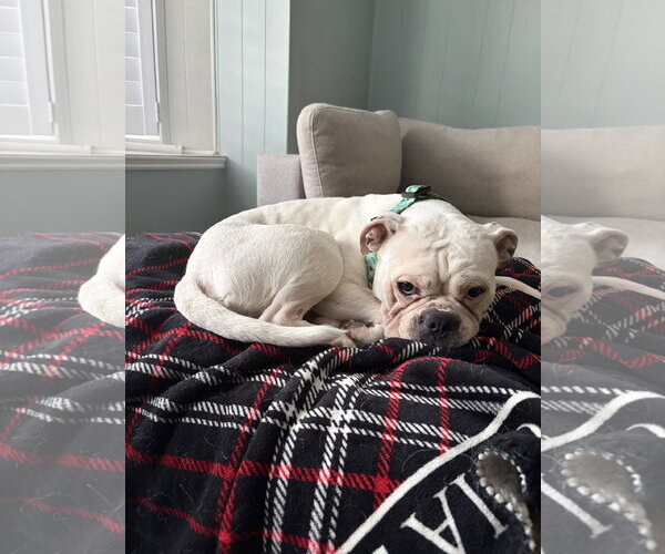 Medium Photo #4 Buggs Puppy For Sale in Oro Medonte, Ontario, Canada