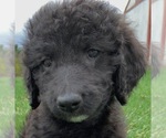 Small Poodle (Miniature)