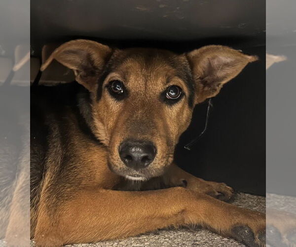 Medium Photo #1 Mutt Puppy For Sale in Tarboro, NC, USA