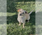Small #4 Chiweenie