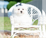 Small Photo #22 Maltese Puppy For Sale in WARSAW, IN, USA