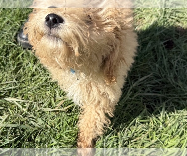 Medium Photo #8 ShihPoo Puppy For Sale in SALEM, OR, USA