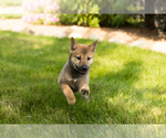 Small #36 Shiba Inu