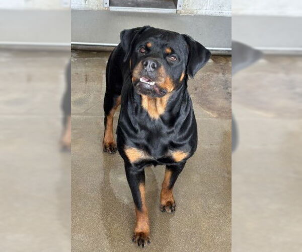 Medium Photo #1 Rottweiler Puppy For Sale in San Bernardino, CA, USA