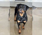 Small Rottweiler