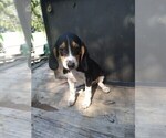 Small Photo #1 Beagle Puppy For Sale in LAFAYETTE, IN, USA
