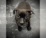 Small Photo #10 American Bully Puppy For Sale in REESEVILLE, WI, USA