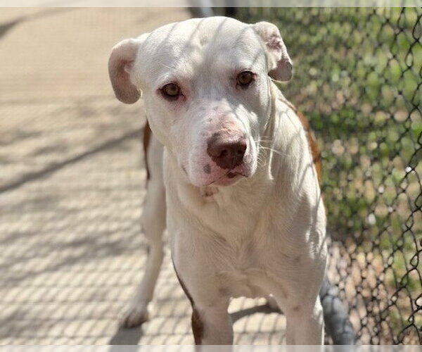 Medium Photo #3 Mutt Puppy For Sale in Tulsa, OK, USA