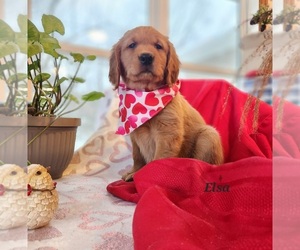 Golden Retriever Puppy for Sale in WATERFORD, Pennsylvania USA