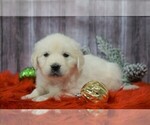 Small Photo #2 English Cream Golden Retriever Puppy For Sale in FREDERICKSBG, OH, USA