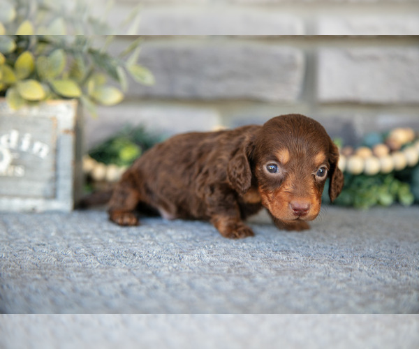 Medium Photo #4 Dachshund Puppy For Sale in TOPEKA, IN, USA