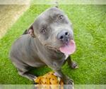 Small American Pit Bull Terrier Mix