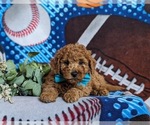 Small Photo #5 Miniature Labradoodle Puppy For Sale in OXFORD, PA, USA