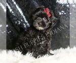 Small #2 Maltipoo