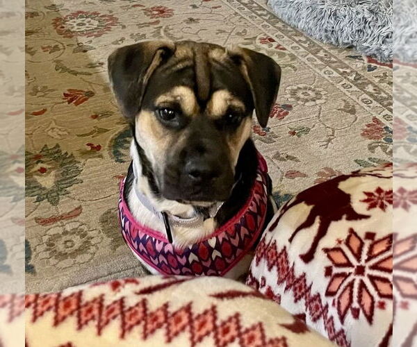 Medium Photo #2 Puggle Puppy For Sale in Mooresville, NC, USA