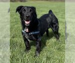 Small Labrador Retriever