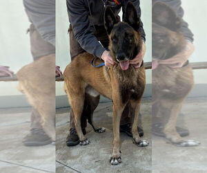 Mutt Dogs for adoption in Imlay City, MI, USA