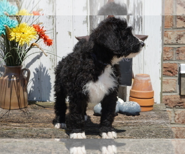 Medium Photo #7 Bernedoodle Puppy For Sale in DUNDEE, OH, USA