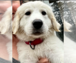 Small Great Pyrenees Mix