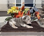 Small Photo #2 English Bulldog Puppy For Sale in DURANGO, CO, USA