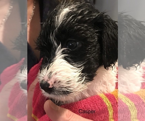 Medium Photo #5 Bordoodle Puppy For Sale in HENDERSONVILLE, NC, USA