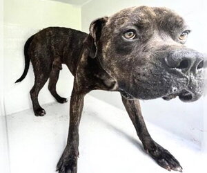 Mutt Dogs for adoption in Houston, TX, USA