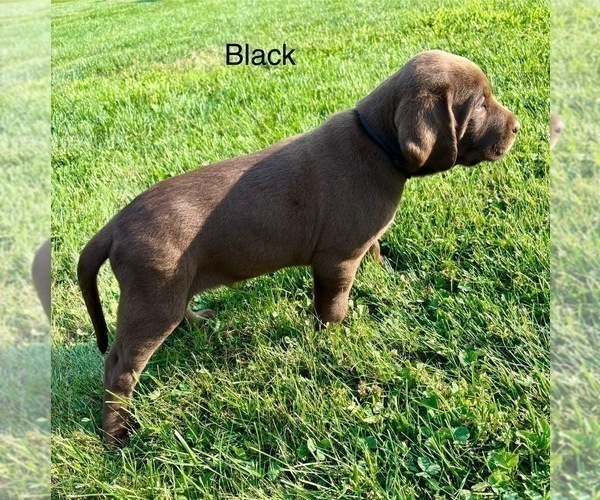 Medium Photo #4 Labrador Retriever Puppy For Sale in STANLEY, WI, USA