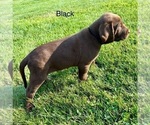 Small #3 Labrador Retriever