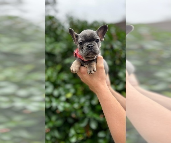 Medium Photo #4 French Bulldog Puppy For Sale in ERIAL, NJ, USA