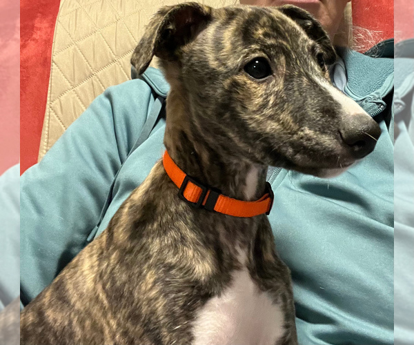 Medium Photo #7 Whippet Puppy For Sale in SOUTH SIOUX CITY, NE, USA