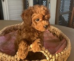 Puppy 4 Poodle (Miniature)