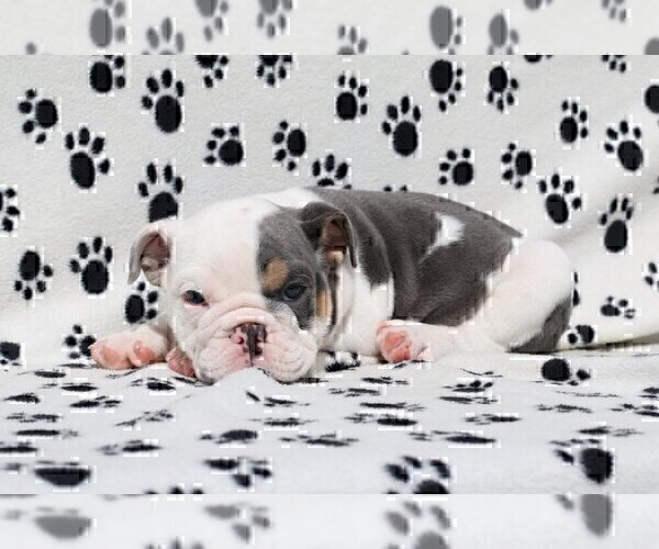 Medium Photo #4 Bulldog Puppy For Sale in CAMP JOHNSON, VT, USA