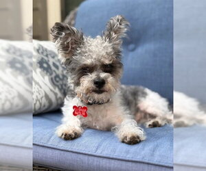 Poodle (Miniature)-Unknown Mix Dogs for adoption in San Diego, CA, USA