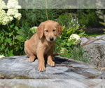 Puppy Raven Golden Retriever