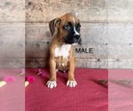 Small #12 Boxer