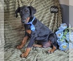Small #1 Doberman Pinscher