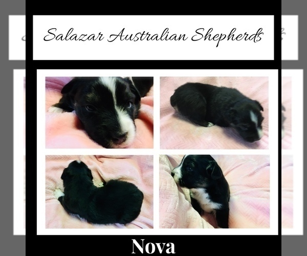 Medium Photo #1 Australian Shepherd Puppy For Sale in WINCHESTER, OH, USA