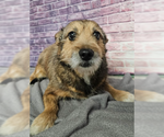 Small Cairn Terrier Mix